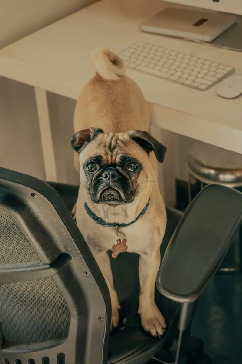 chien sur chaise de bureau représentant l'équilibre.